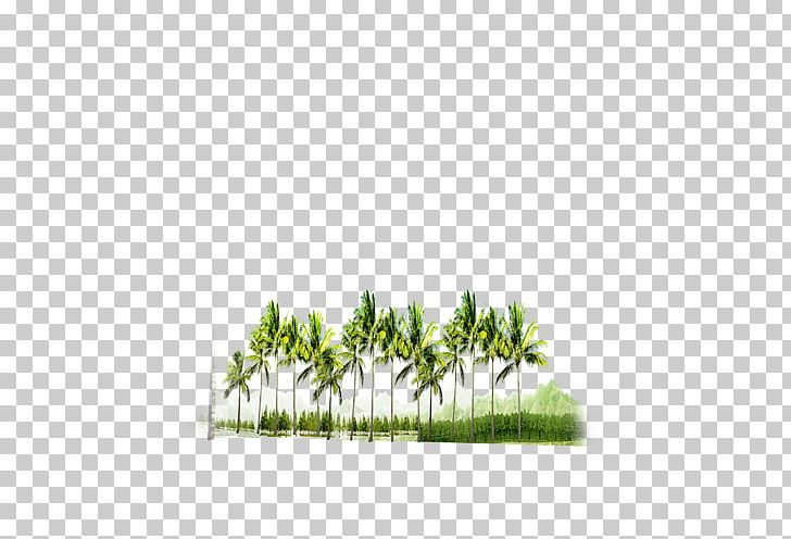 Forest Tree PNG, Clipart, Angle, Black Forest, Coco, Download, Forest Free PNG Download