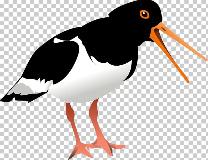 Haematopus Oyster PNG, Clipart, Animals, Beak, Bird, Charadriiformes, Computer Icons Free PNG Download