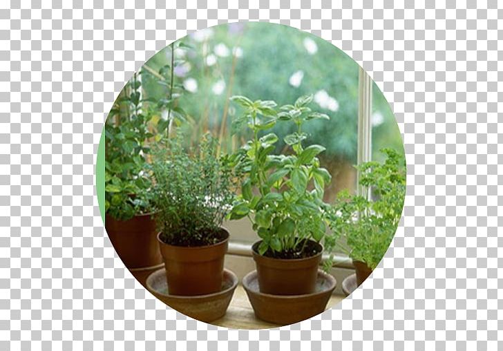Herb Growing Grow Light Medicinal Plants Garden PNG, Clipart, Basil, Evergreen, Flowerpot, Food Drinks, Garden Free PNG Download
