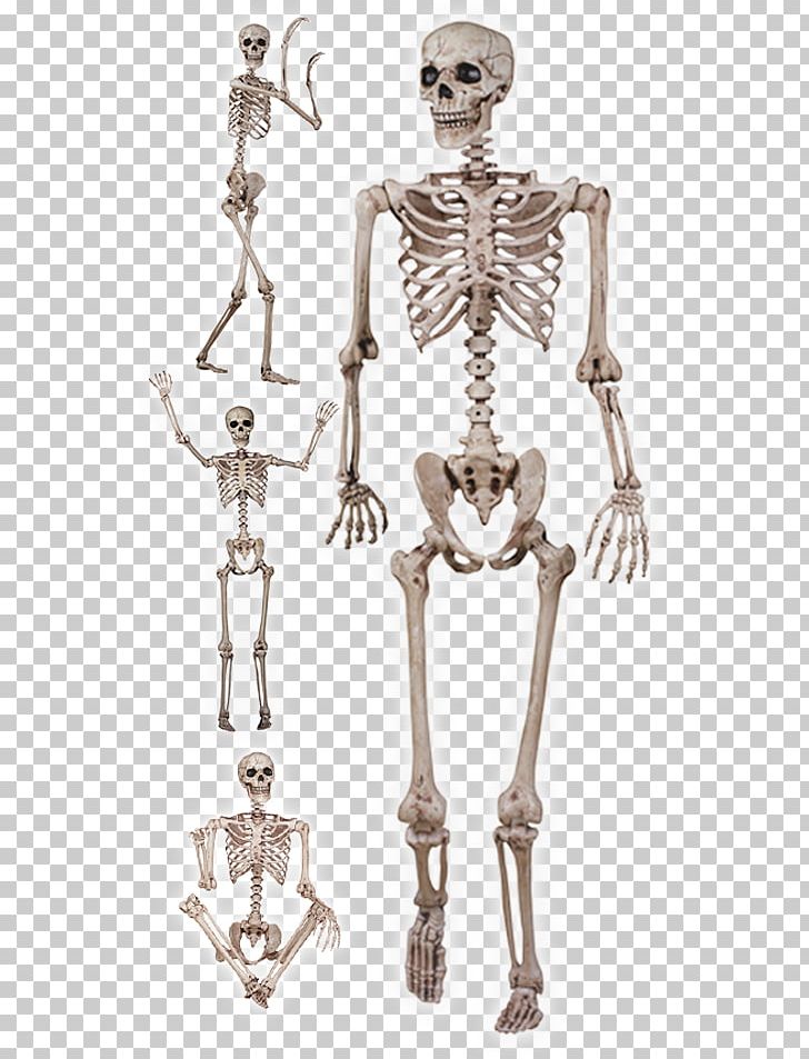 Human Skeleton Skull Bone The Skeletal And Muscular Systems PNG, Clipart, Body Jewelry, Bone, Fantasy, Foot, Halloween Free PNG Download