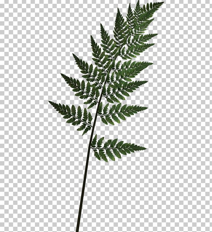 Vascular Plant Leaf Fern Tree PNG, Clipart, Arecaceae, Burknar, Equisetum, Evergreen, Fern Free PNG Download