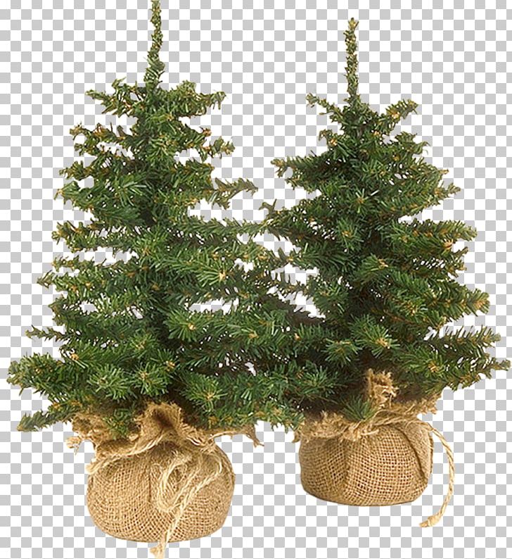 Christmas Ornament Spruce New Year Tree Christmas Tree PNG, Clipart, Christmas Decoration, Conifer, Cypress Family, Decor, Ded Moroz Free PNG Download