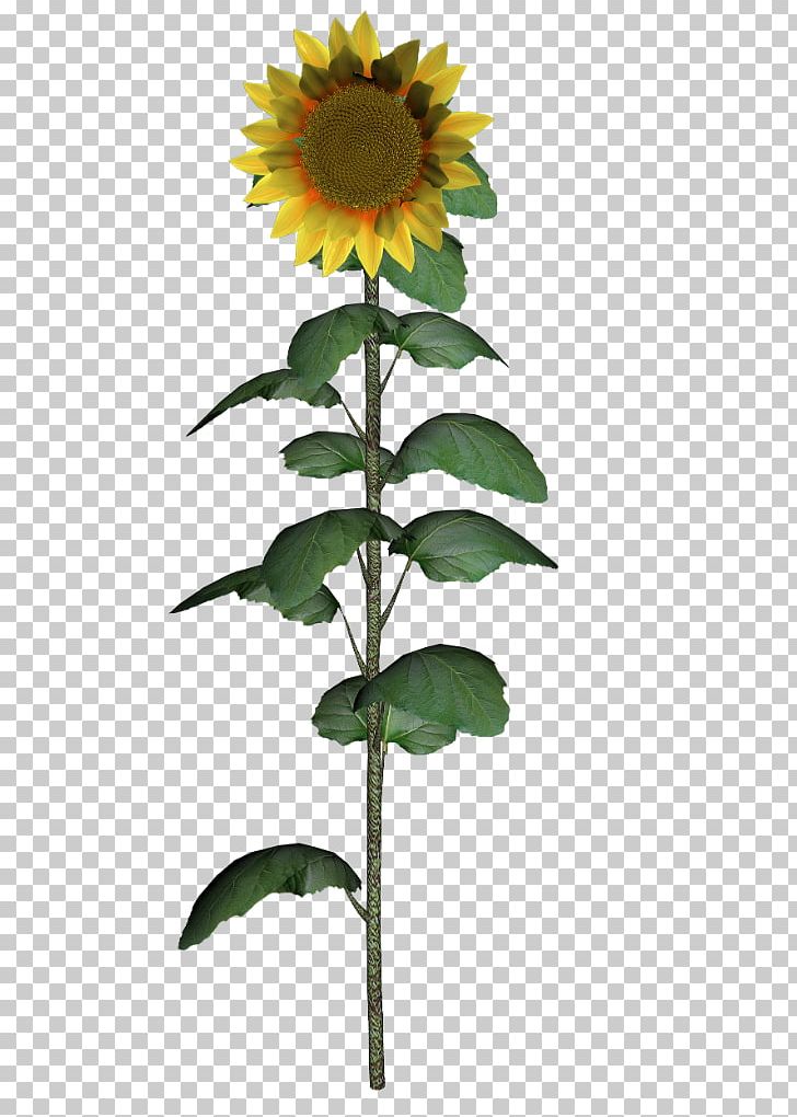 Common Sunflower Daisy Family Sunflower Seed Plant PNG, Clipart, Common Daisy, Common Sunflower, Daisy Family, Flower, Flowering Plant Free PNG Download