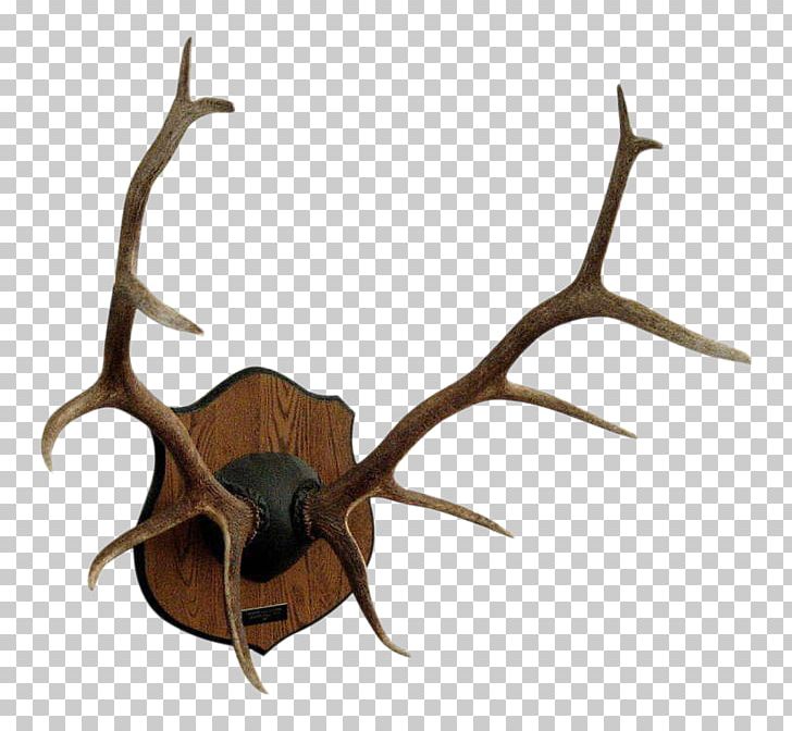 Red Deer Antler Elk Moose PNG, Clipart, Animals, Antler, Antlers, Chandelier, Commemorative Plaque Free PNG Download
