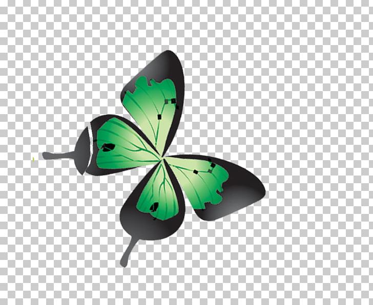 Template Butterfly Group Insects PNG, Clipart, Adobe Illustrator, Butterflies, Butterfly, Butterfly Group, Butterfly Wings Free PNG Download
