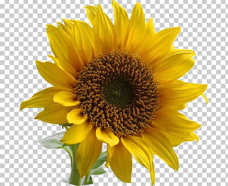 Common Sunflower PNG, Clipart, Annual Plant, Common Sunflower, Computer Icons, Daisy Family, Desktop Wallpaper Free PNG Download