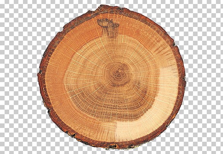Tree Stump Trunk Wood Stock Photography PNG, Clipart, Bark, Circle, Cross Section, Istock, Lumber Free PNG Download