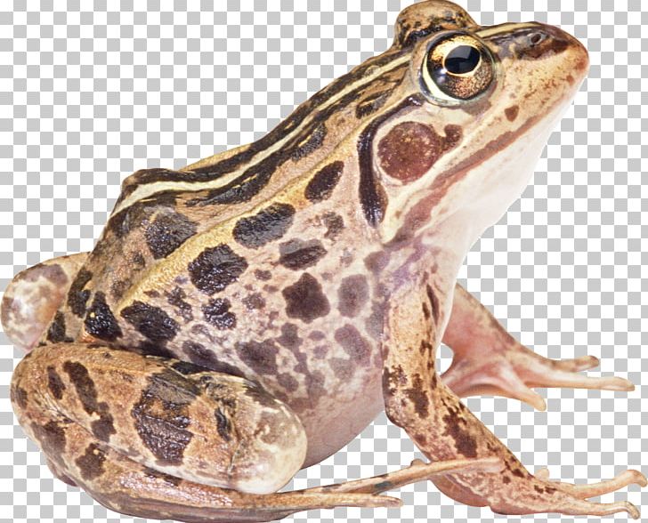 American Bullfrog True Frog Reptile Toad Paperback PNG, Clipart, Amphibian, Animals, Bullfrog, Common Frog, Download Free PNG Download