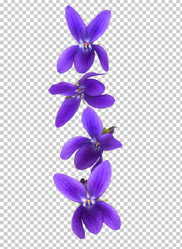 Customer Violet Stock Photography PNG, Clipart, Blue, Flower, Flowering Plant, Flower Pattern, Flowerpot Free PNG Download