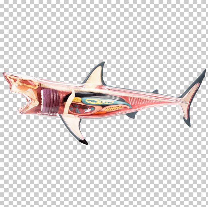Great White Shark Chumming Fish Jaws PNG, Clipart,  Free PNG Download