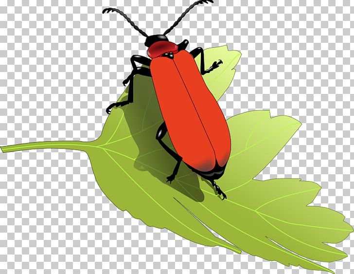 Beetle PNG, Clipart, Arthropod, Beetle, Beetle Cliparts, Cricket, Free Content Free PNG Download