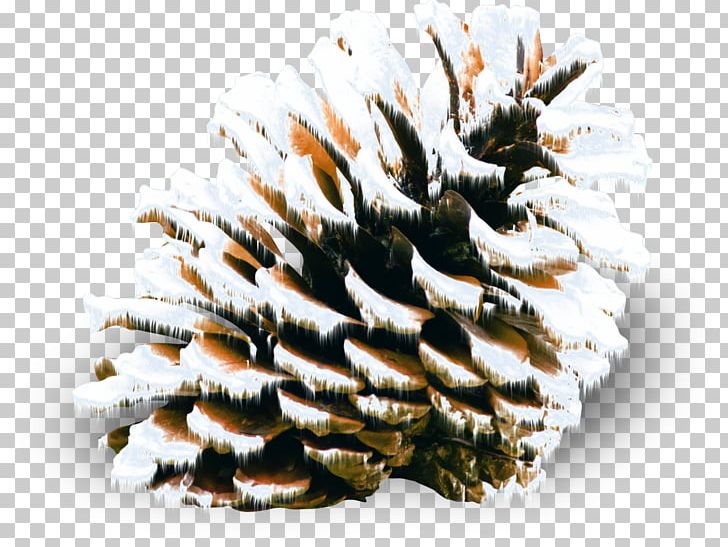 Conifer Cone Pine Spruce Snow Winter PNG, Clipart, Auglis, Conifer, Conifer Cone, Fir, Miscellaneous Free PNG Download