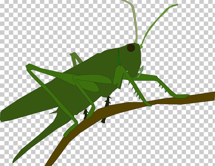 Grasshopper Insect Caelifera PNG, Clipart, Animal, Arthropod, Caelifera, Cricket, Cricket Like Insect Free PNG Download