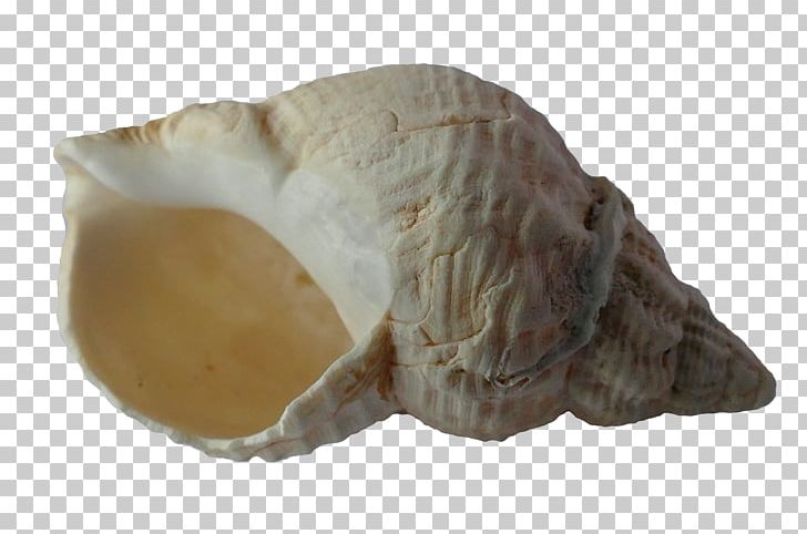 Mussel Seashell Gastropod Shell Snail Bivalvia PNG, Clipart, Beach, Bivalvia, Conch, Gastropod Shell, Jaw Free PNG Download