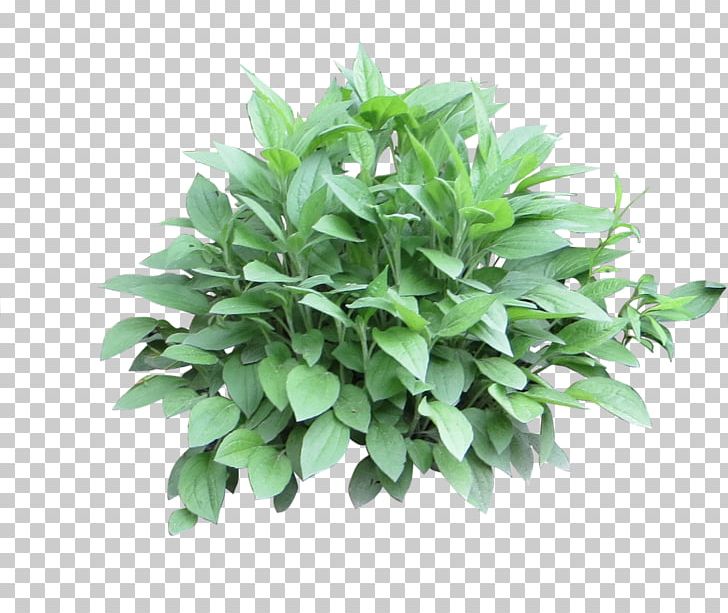 Shrub Plant PNG, Clipart, Barberry, Bougainvillea, Bushes, Flowering Plant, Flowerpot Free PNG Download