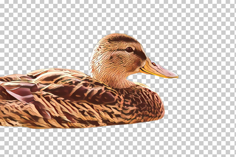 Bird Duck Water Bird Mallard Ducks, Geese And Swans PNG, Clipart, American Black Duck, Beak, Bird, Duck, Ducks Geese And Swans Free PNG Download