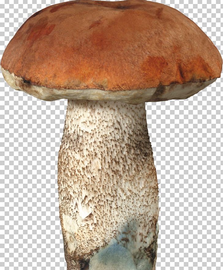 Fungus Mushroom Boletus Edulis PNG, Clipart, Aspen Mushroom, Bolete, Boletus, Brown Cap Boletus, Edible Mushroom Free PNG Download