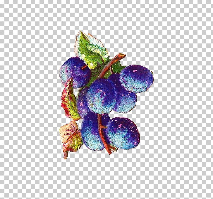 Grape Bilberry Violet PNG, Clipart, Bilberry, Food, Fruit, Grape, Grapevine Family Free PNG Download