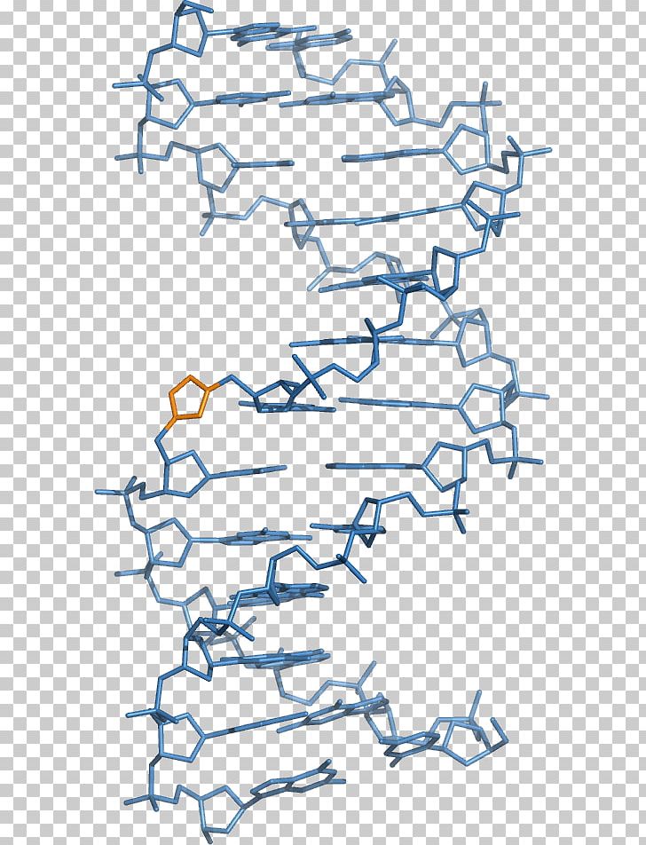 Peptide Nucleic Acid Locked Nucleic Acid DNA Backbone Chain PNG, Clipart, Acid, Angle, Area, Backbone Chain, Dna Free PNG Download