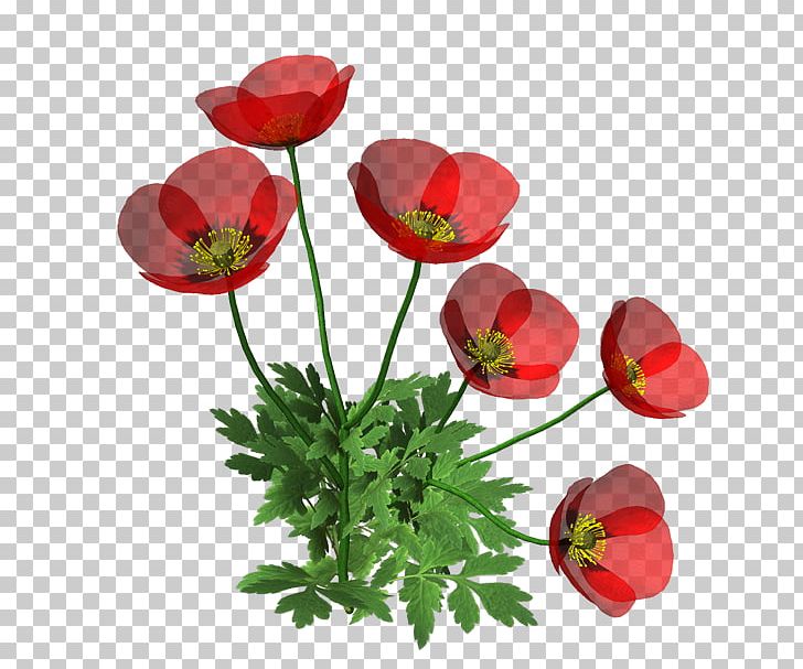 Poppy Cut Flowers PNG, Clipart, Anemone, Annual Plant, Coquelicot, Cut Flowers, Cvety Free PNG Download