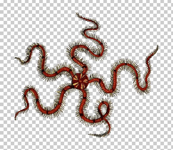 Portable Network Graphics Brittle Stars Starfish Open PNG, Clipart, Animals, Brittle, Computer Icons, Desktop Wallpaper, Drawing Free PNG Download