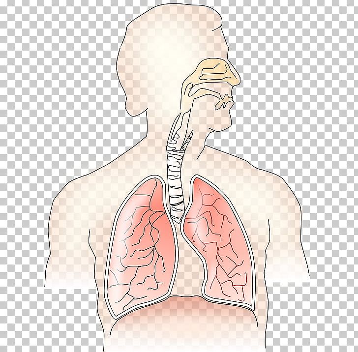 Respiratory System Breathing Respiratory Tract Respiration Human Body PNG, Clipart, Abdomen, Anatomy, Arm, Cheek, Chest Free PNG Download