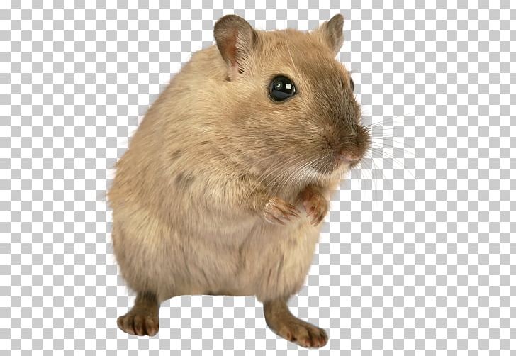 Brown Rat Mount Bosavi Mouse Murids PNG, Clipart, Animals, Brown Rat, Computer Icons, Degu, Desktop Wallpaper Free PNG Download