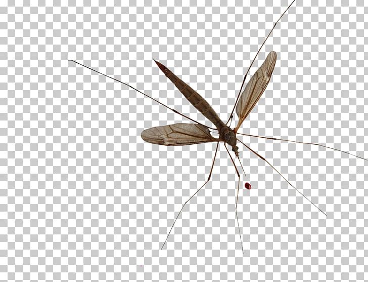 Mosquito Net-winged Insects Pterygota Insect Wing PNG, Clipart, Arthropod, Dengue, Fly, Insect, Insects Free PNG Download