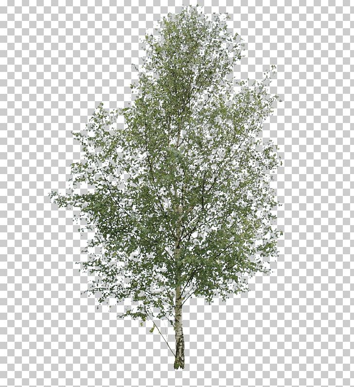 Paper Birch Tree Oak Pine Elm PNG, Clipart, Betula Pubescens, Birch, Birch Family, Birch Tree, Branch Free PNG Download