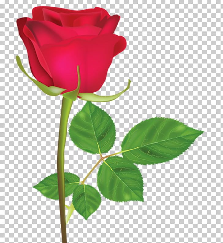 Pink Rose Red Flower White PNG, Clipart, Blossom, Bud, Canvas, China Rose, Color Free PNG Download