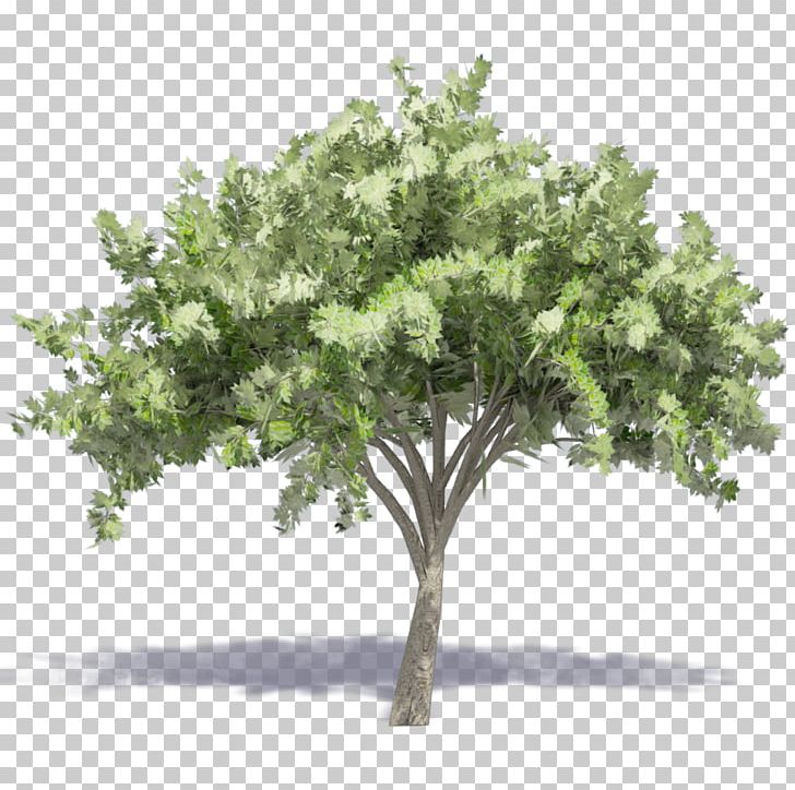 Tree Drawing PNG, Clipart, Branch, Deciduous, Desktop Wallpaper, Drawing, Eucalyptus Tree Free PNG Download