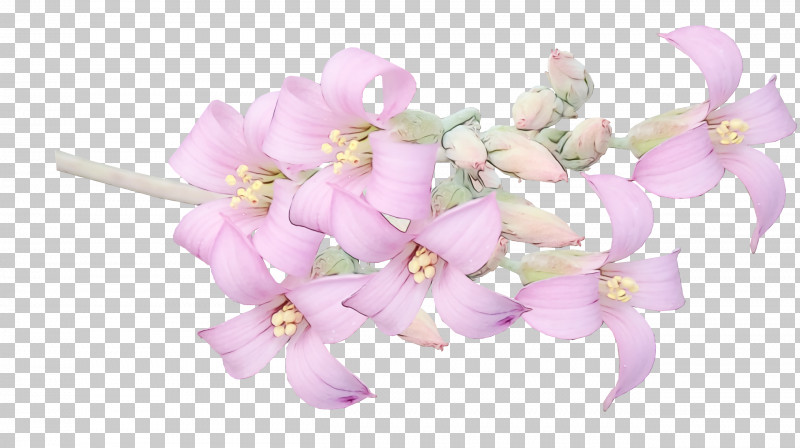 Flower Bouquet PNG, Clipart, Cut Flowers, Flower, Flower Bouquet, Moth Orchids, Orchids Free PNG Download