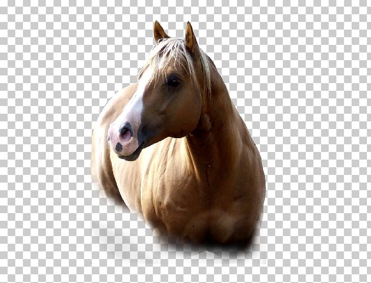 American Paint Horse Mustang American Quarter Horse Mane Mare PNG, Clipart, American Paint Horse, American Quarter Horse, Australia, Breed, Foals Free PNG Download