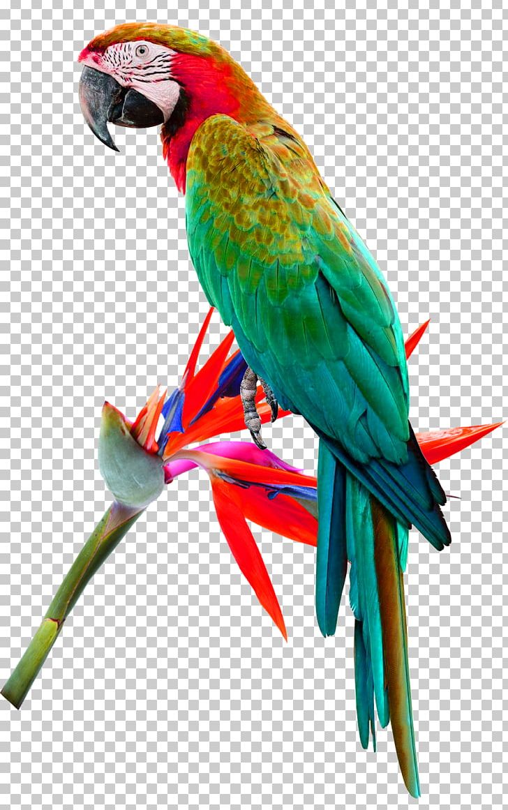 Bird Red-lored Amazon Red-and-green Macaw Cockatoo Cockatiel PNG, Clipart, Animals, Christmas Decoration, Common Pet Parakeet, Decorative, Fauna Free PNG Download
