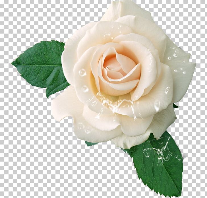 Hybrid Tea Rose PNG, Clipart, Artificial Flower, Cut Flowers, Download, Drawing, Floribunda Free PNG Download