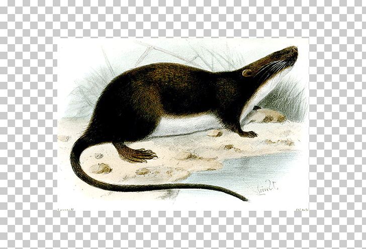 Murids Mustelids Fauna Marsupial Family PNG, Clipart, Animal, Crab, Description, Eat, Family Free PNG Download