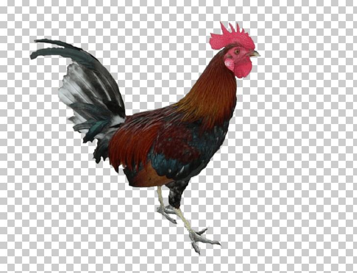 Rooster Chicken Portable Network Graphics Scalable Graphics PNG, Clipart, Animals, Autocad Dxf, Beak, Bird, Chicken Free PNG Download