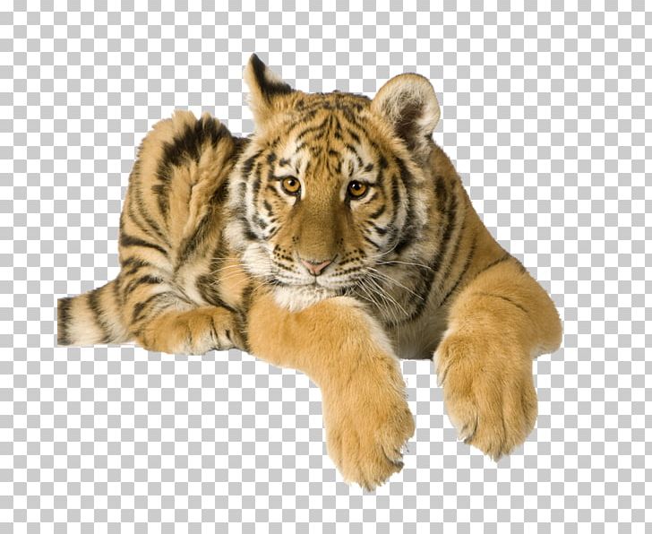 Stock Photography High-definition Video PNG, Clipart, 1080p, Big Cats, Carnivoran, Cat Like Mammal, Desktop Wallpaper Free PNG Download
