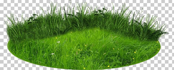 Lawn Rendering PNG, Clipart, 3d Computer Graphics, Clip Art, Commodity, Garden, Grass Free PNG Download