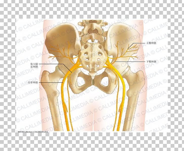 Pelvis Anatomy Human Skeleton Hip Bone Human Body PNG, Clipart, Abdomen, Anatomy, Angle, Anterior Superior Iliac Spine, Arm Free PNG Download