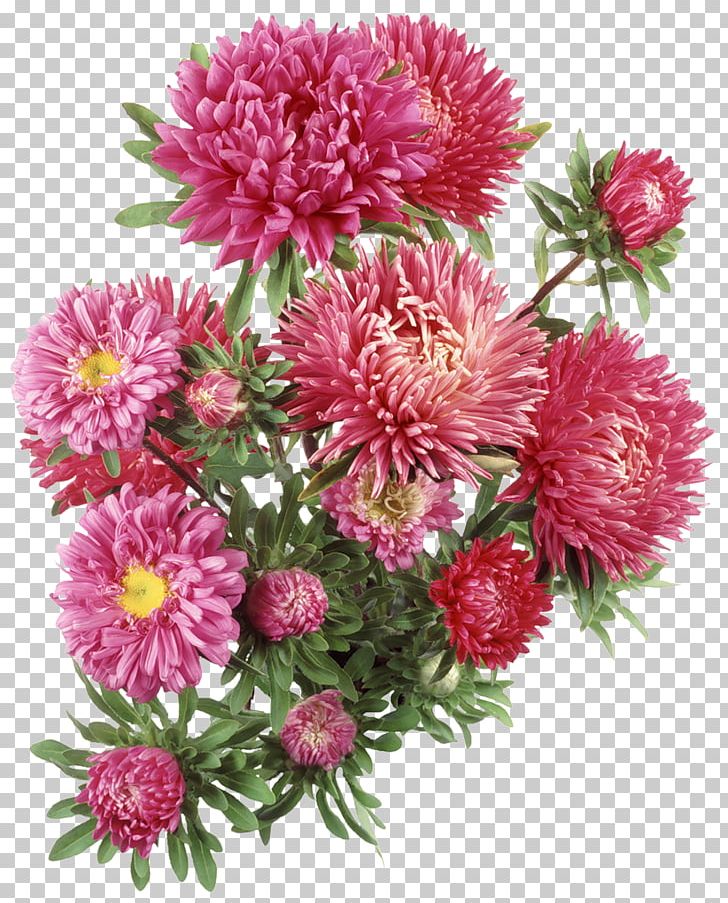 Aster Flower PNG, Clipart, Annual Plant, Aster, Chrysanthemum, Dahlia, Daisy Family Free PNG Download