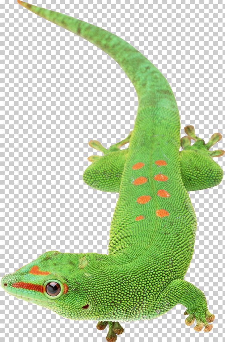 Lizard Papua New Guinea PNG, Clipart, Animal, Animals, Chameleons, Computer Icons, Download Free PNG Download