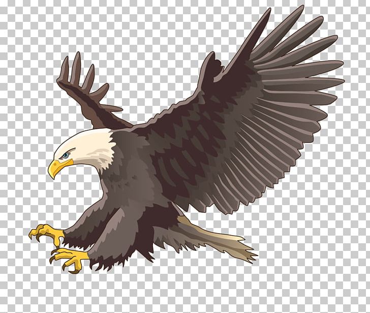 Philippine Eagle Bird Of Prey Bald Eagle PNG, Clipart, Accipitridae, Accipitriformes, Alt Attribute, Animal, Animals Free PNG Download