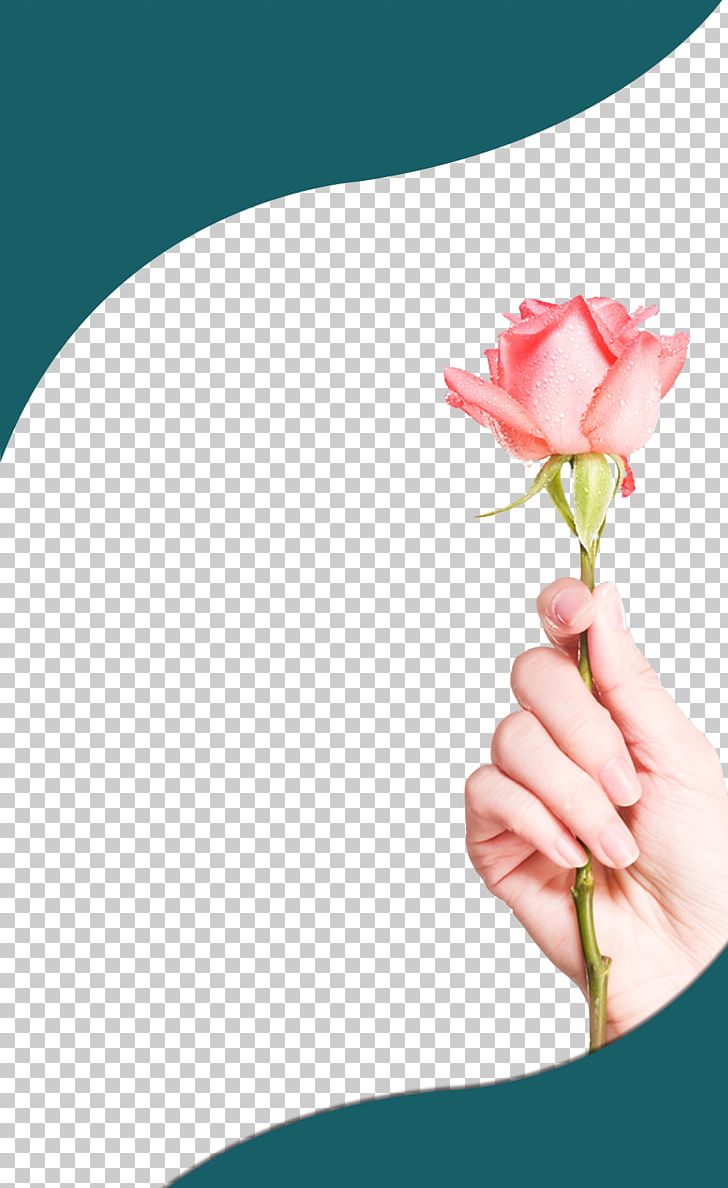 Rose Stock Photography PNG, Clipart, Creative, Creative Hand, Cut Flowers, David Ch Austin, Finger Free PNG Download