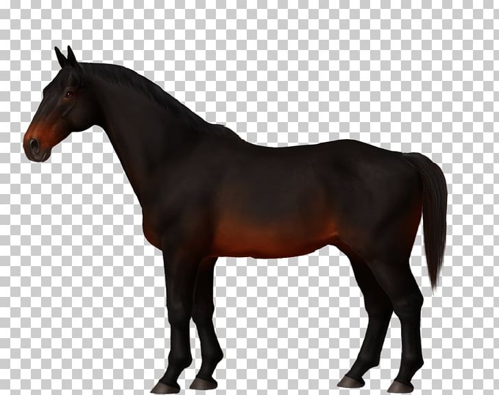 Stallion Mare Mane Mustang Thoroughbred PNG, Clipart, Bridle, Colt, Halter, Horse, Horse Harness Free PNG Download