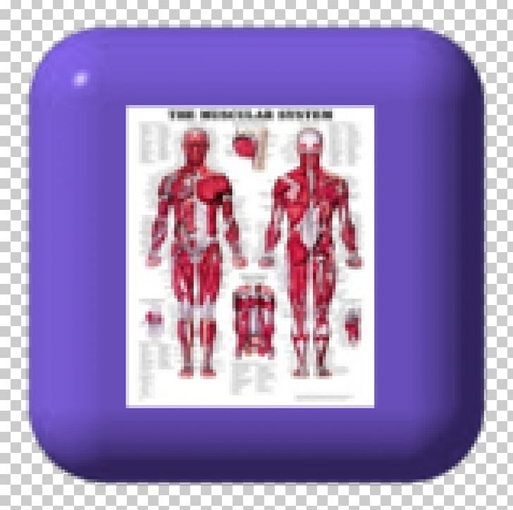 The Muscular System Anatomical Chart Human Anatomy Human Body Muscle PNG, Clipart, Anatomy, Chart, Circulatory System, Human Anatomy, Human Body Free PNG Download