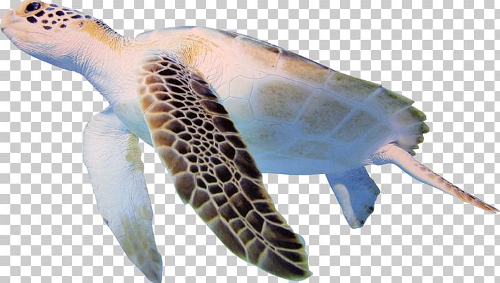 Turtle Cheloniidae PNG, Clipart, Animal, Cheloniidae, Digital Image, Fauna, Lovely Free PNG Download