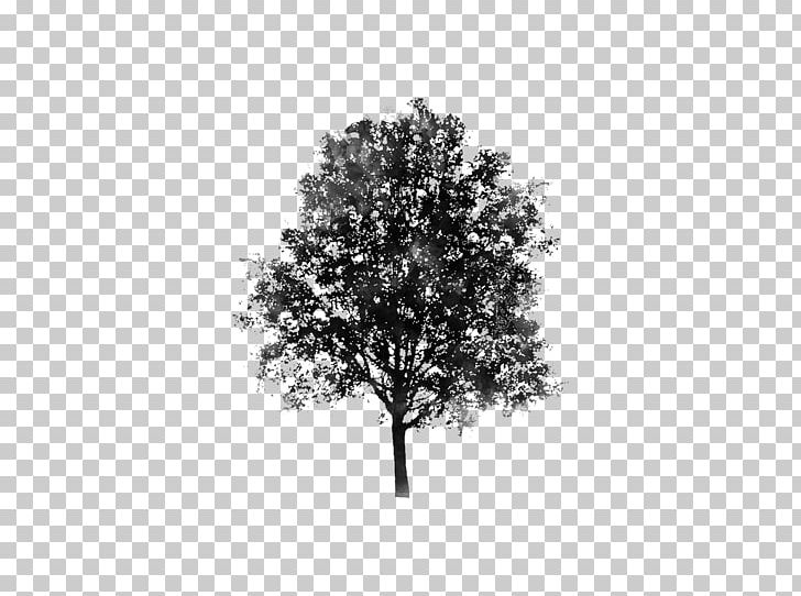 Branch Tree Pine Evergreen Woody Plant PNG, Clipart, Black And White, Branch, Drawing, Evergreen, Forest Free PNG Download