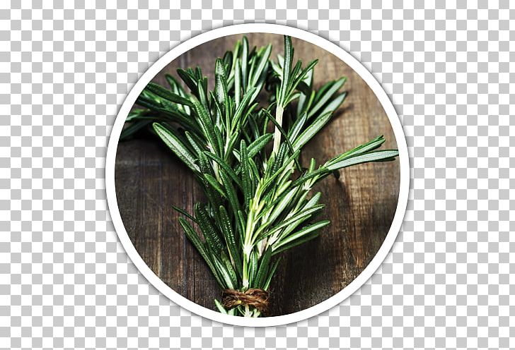 Herb Rosemary Health Young Living Spice PNG, Clipart, Common Sage, Food, Grass, Health, Herb Free PNG Download