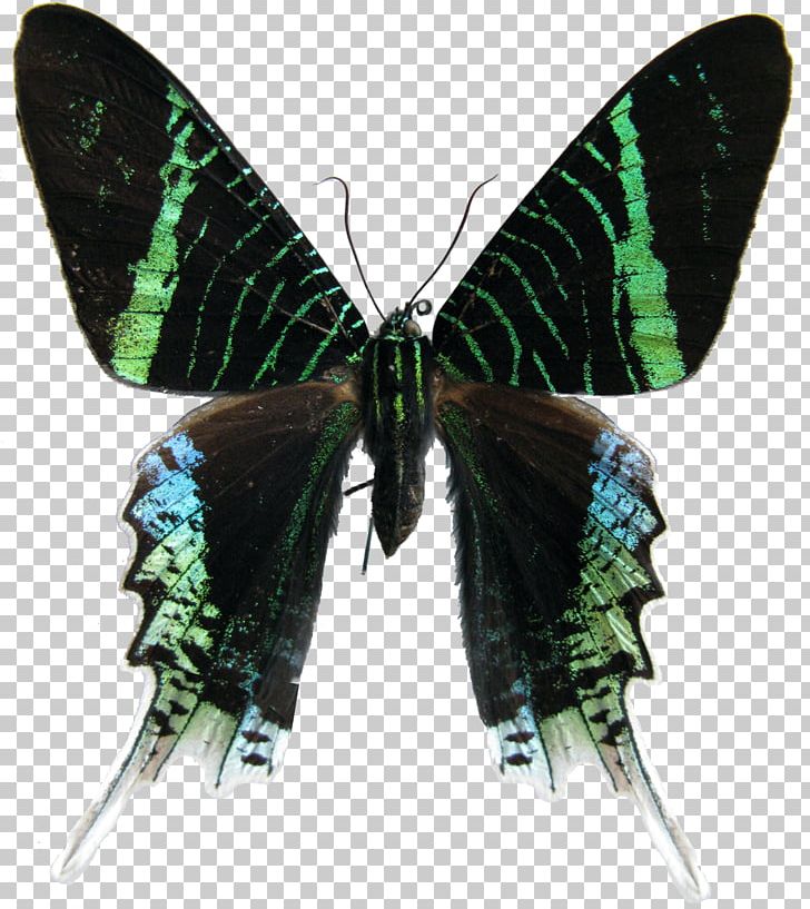 Key West Butterfly And Nature Conservatory Luna Moth Urania Leilus PNG, Clipart, Actias, Actias Selene, Arthropod, Birdwing, Butterflies And Moths Free PNG Download
